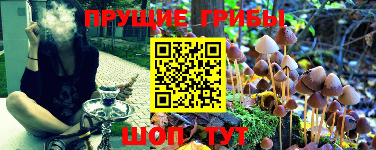 Курчатов  Галлюциногенные грибы MAGIC MUSHROOMS  Вход с VPN  Псилоцибиновые грибы MAGIC MUSHROOMS 